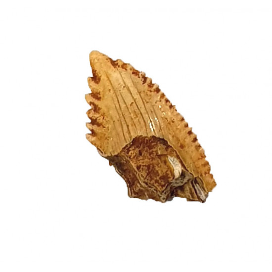 hemipristis serra indonésie