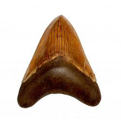 Otodus megalodon (carcharodon megalodon - megaselachus) indonésie 13,7 cm