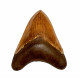 Otodus megalodon (carcharodon megalodon - megaselachus) indonésie 13,7 cm
