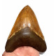 Otodus megalodon (carcharodon megalodon - megaselachus) indonésie 13,7 cm