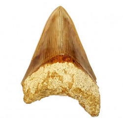 Otodus megalodon (carcharodon megalodon - megaselachus) indonésie 11 cm