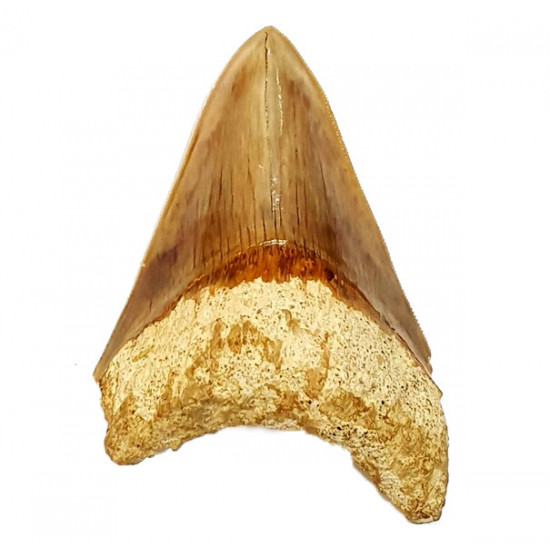 Otodus megalodon (carcharodon megalodon - megaselachus) indonésie 11 cm
