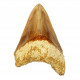 Otodus megalodon (carcharodon megalodon - megaselachus) indonésie 11 cm