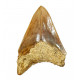 Otodus megalodon (carcharodon megalodon - megaselachus) indonésie 11 cm
