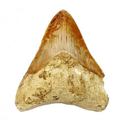 Otodus megalodon (carcharodon megalodon - megaselachus) indonésie 10,6 cm