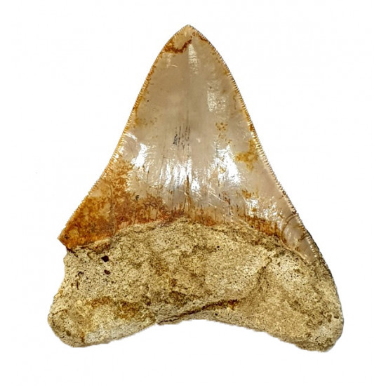 Otodus megalodon (carcharodon megalodon - megaselachus) indonesia 10.6 cm