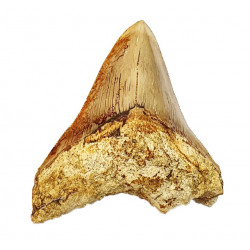 Otodus megalodon (carcharodon megalodon - megaselachus) indonésie 11 cm