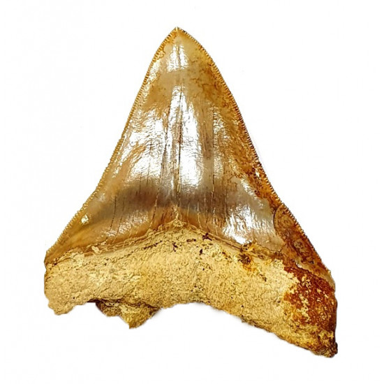 Otodus megalodon (carcharodon megalodon - megaselachus) indonésie 11 cm