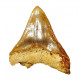 Otodus megalodon (carcharodon megalodon - megaselachus) indonésie 11 cm