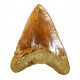 Otodus megalodon (carcharodon megalodon - megaselachus) indonésie 13,7 cm