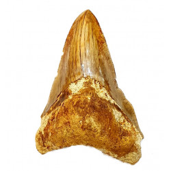 Otodus megalodon 'pathological' indonesia 12.5 cm