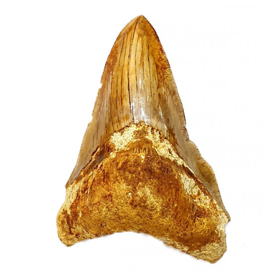 Otodus megalodon 'pathological' indonesia 12.5 cm