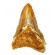Otodus megalodon 'pathological' indonesia 12.5 cm