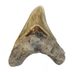 Otodus megalodon (carcharodon megalodon - megaselachus) indonésie  12 cm