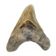 Otodus megalodon (carcharodon megalodon - megaselachus) indonésie  12 cm