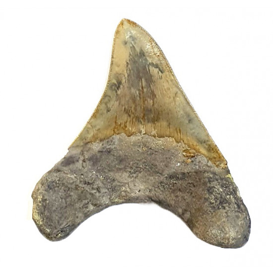 Otodus megalodon (carcharodon megalodon - megaselachus) indonésie  12 cm
