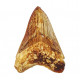 Otodus megalodon (carcharodon megalodon - megaselachus) indonésie  11 cm