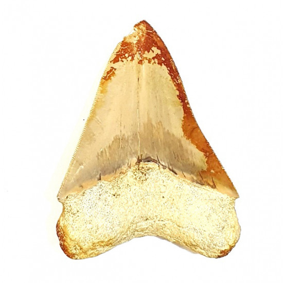 Otodus megalodon (carcharodon megalodon - megaselachus) indonésie  11 cm