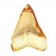 Otodus megalodon (carcharodon megalodon - megaselachus) indonésie  11 cm