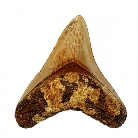 Otodus megalodon (carcharodon megalodon - megaselachus) indonésie  9,8 cm