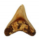 Otodus megalodon (carcharodon megalodon - megaselachus) indonésie  9,8 cm