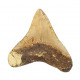 Otodus megalodon (carcharodon megalodon - megaselachus) indonésie  9,8 cm