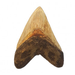 Otodus megalodon (carcharodon megalodon - megaselachus) indonésie 13,5 cm