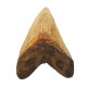 Otodus megalodon (carcharodon megalodon - megaselachus) indonésie 13,5 cm