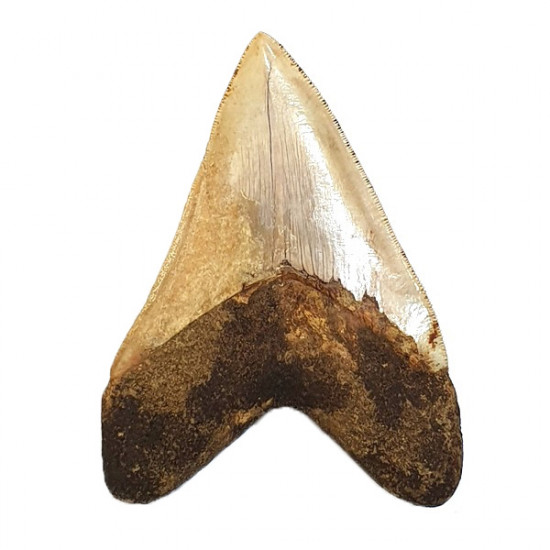 Otodus megalodon (carcharodon megalodon - megaselachus) indonésie 13,5 cm
