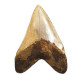 Otodus megalodon (carcharodon megalodon - megaselachus) indonésie 13,5 cm