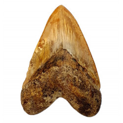 Otodus megalodon (carcharodon megalodon - megaselachus) indonésie  13,1cm