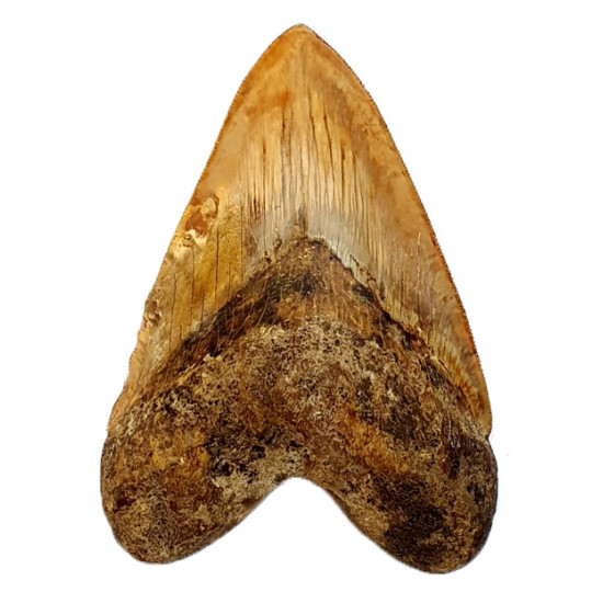 Otodus megalodon (carcharodon megalodon - megaselachus) indonésie  13,1cm