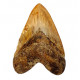 Otodus megalodon (carcharodon megalodon - megaselachus) indonésie  13,1cm