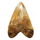 Otodus megalodon (carcharodon megalodon - megaselachus) indonésie  13,1cm