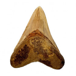 Otodus megalodon (carcharodon megalodon - megaselachus) indonésie 11,6 cm