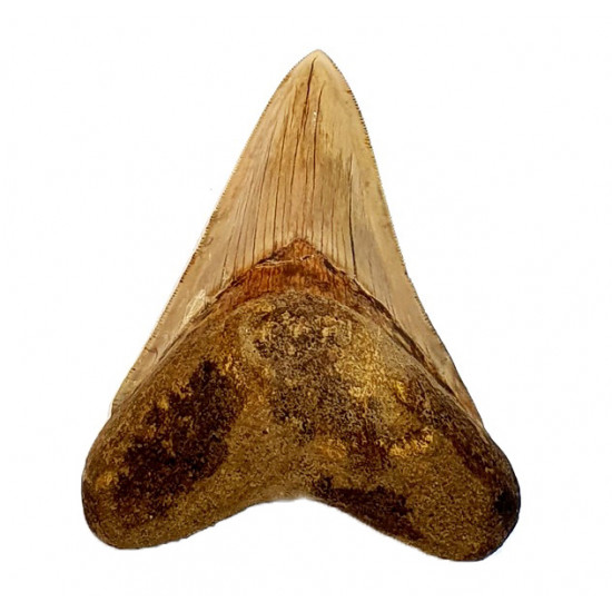 Otodus megalodon (carcharodon megalodon - megaselachus) indonésie 11,6 cm