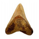Otodus megalodon (carcharodon megalodon - megaselachus) indonésie 11,6 cm