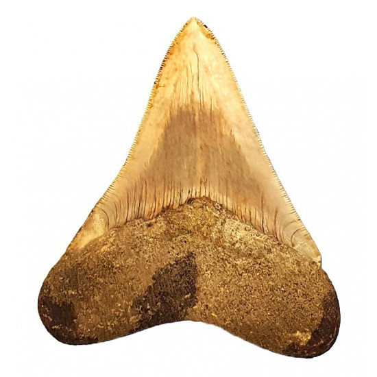 Otodus megalodon (carcharodon megalodon - megaselachus) indonésie 11,6 cm
