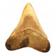 Otodus megalodon (carcharodon megalodon - megaselachus) indonésie 11,6 cm