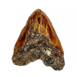 Otodus megalodon (carcharodon megalodon - megaselachus) new caledonia 11 cm