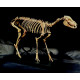 hyracotherium vassacciense