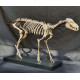 hyracotherium vassacciense