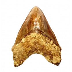Otodus megalodon (carcharodon megalodon - megaselachus) indonésie 15,1 cm