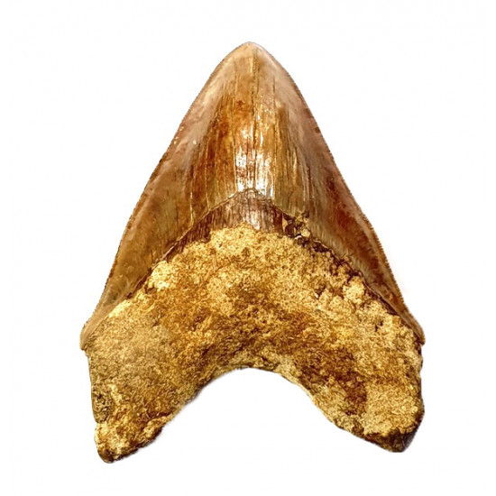 Otodus megalodon (carcharodon megalodon - megaselachus) indonésie 15,1 cm