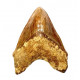 Otodus megalodon (carcharodon megalodon - megaselachus) indonésie 15,1 cm