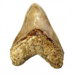 Otodus megalodon (carcharodon megalodon - megaselachus) indonésie 14 cm