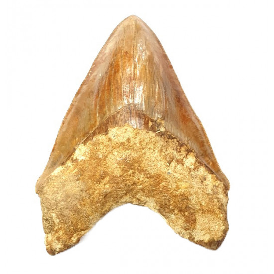 Otodus megalodon (carcharodon megalodon - megaselachus) indonésie 15,1 cm