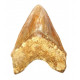 Otodus megalodon (carcharodon megalodon - megaselachus) indonésie 15,1 cm
