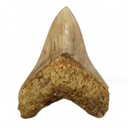 Otodus megalodon (carcharodon megalodon - megaselachus) indonésie      11,3 cm