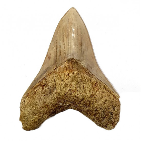Otodus megalodon (carcharodon megalodon - megaselachus) indonésie      11,3 cm